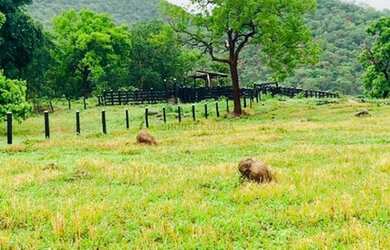 Imagem 3: Fazenda na Agrovila das Palmeiras 630 Hectares