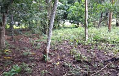 Imagem 2: Vendo terreno em Belterra