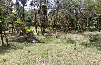 Imagem 9: Lindos 5780 mts apenas 247 mil reais casa nova