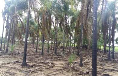 Imagem 11: Fazenda 20alq Itapirapuã
