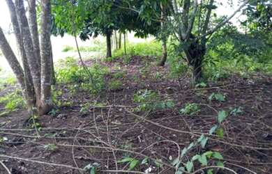 Imagem 4: Vendo terreno em Belterra