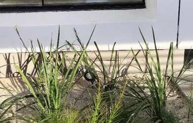 Imagem 5: VENDA - CASA TÉRREA - 3 QUARTOS - ÁGUAS CLARAS - NOVO ALEIXO - FINANCIÁVEL