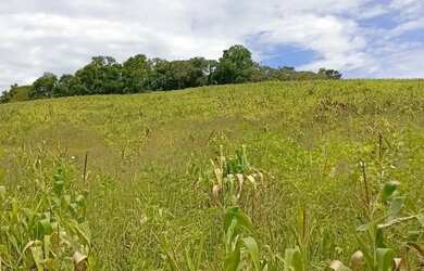 Imagem: Terrenos em Ibiúna 1000m² Viva Cercado pela Natureza