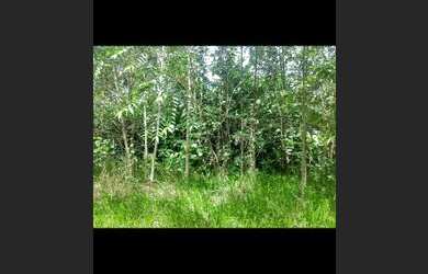 Imagem: O terreno e está localizado em Monte Das Oliveiras, Manaus