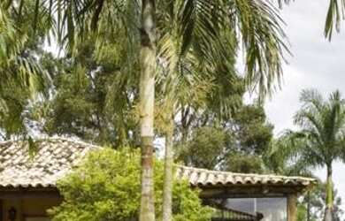 Imagem: A fazenda possui 250000m² de Área e Imóvel novo e está localizado