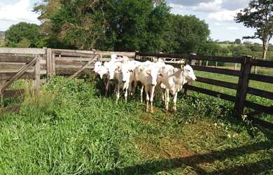 Imagem: A fazenda está localizado em Formoso, MG à venda por R$1.500.000