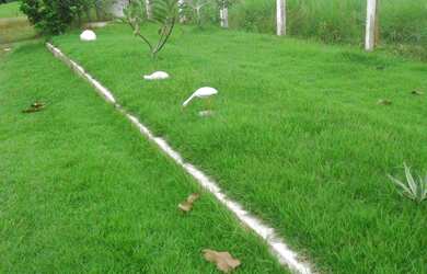 Imagem 3: 50 alqueire 250 hectares toda no pasto por 3,5 milhões a 120 km de Belém
