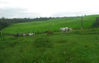 Imagem 2: 50 alqueire 250 hectares toda no pasto por 3,5 milhões a 120 km de Belém