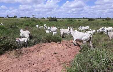 Imagem 10: 2.647 alqueires ,2.033 alqueires abertos Estado do Pará R$235 milhões...