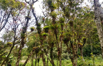 Imagem 4: Lindos 5780 mts apenas 247 mil reais casa nova