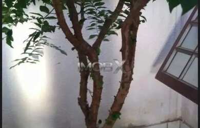 Imagem 13: Casa à venda em Vila Industrial, Bauru-SP