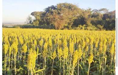 Imagem: A fazenda está localizado em Fundinho, Uberlândia à venda
