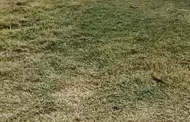 Imagem 9: Lote/Terreno para venda com 250 metros quadrados em Vila Zilda Natel -...