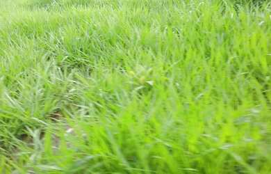 Imagem: A fazenda possui 650000m² de Área Privada e está localizado