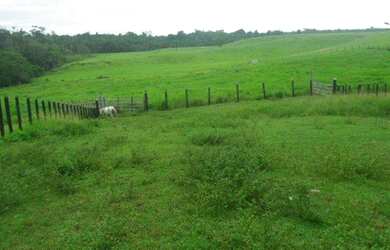 Imagem 4: 50 alqueire 250 hectares toda no pasto por 3,5 milhões a 120 km de Belém