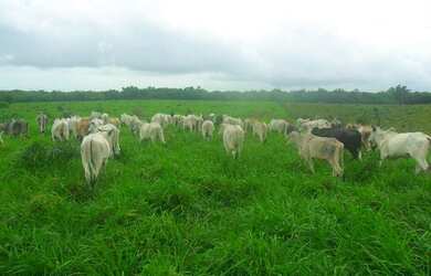 Imagem 6: 50 alqueire 250 hectares toda no pasto por 3,5 milhões a 120 km de Belém