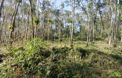 Imagem 3: Terreno em Guaratuba. 35.000m² de Área