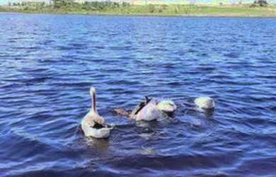 Imagem 2: Fazenda real 1. 525m² de Área