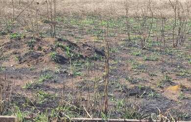 Imagem: O terreno possui 10.000m² de Área e está localizado em Distrito