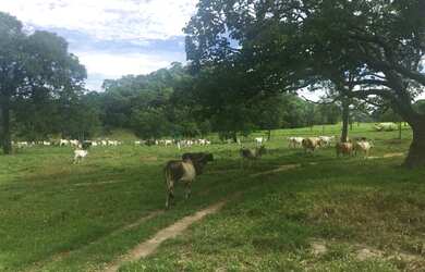 Imagem 14: Fazenda na Agrovila das Palmeiras 630 Hectares