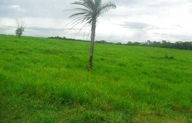 Imagem 7: 50 alqueire 250 hectares toda no pasto por 3,5 milhões a 120 km de Belém