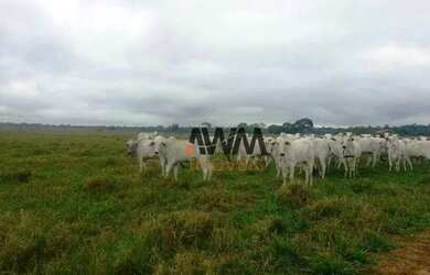 Imagem: A fazenda possui 21000-0m² de Área, Imóvel novo e está localizado