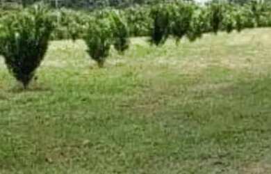 Imagem 5: Fazenda na pista Rodovia BR174, entre Km 60 e 63. 2.449ha com 3.900mts de fachada. 45.000