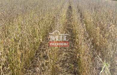 Imagem 8: Fazenda em Montes Claros de Goiás. gt 219 Alq. 1.060 há