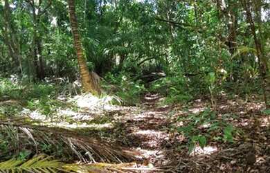 Imagem 8: AREA Beira de pista PB-008 COM 37.500m2 frente PB-008 4km da Praia Bela