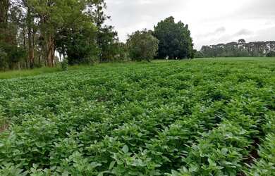 Imagem 16: ITAPETININGA - RURAL - ÁREA RURAL DE ITAPETININGA