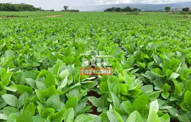 Imagem 4: Fazenda em Montes Claros de Goiás. gt 219 Alq. 1.060 há