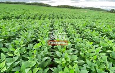 Imagem 9: Fazenda em Montes Claros de Goiás. gt 219 Alq. 1.060 há