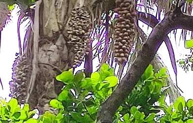 Imagem 2: Vendo terreno em Nazaria PI