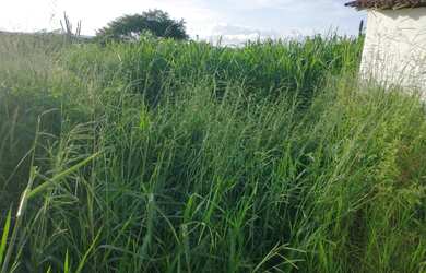 Imagem: A fazenda possui 300m² de Área e está localizado em Morro