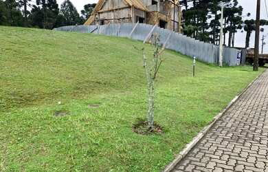 Imagem 4: Terreno - Bairro Centro