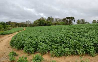 Imagem 13: ITAPETININGA - RURAL - ÁREA RURAL DE ITAPETININGA