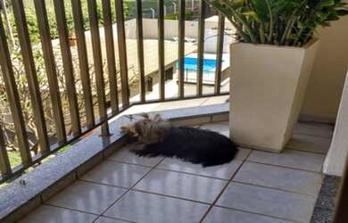 Imagem 5: SÃO JOSÉ DO RIO PRETO - Apartamento Padrão - VILA ITALIA