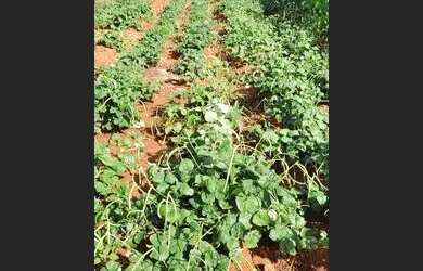 Imagem 6: Oportunidade única. 20.000m² de Área