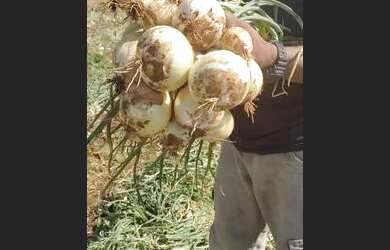 Imagem 15: Oportunidade única. 20.000m² de Área