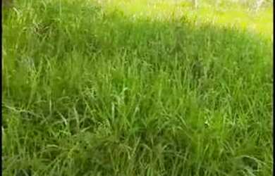 Imagem: A fazenda possui 150.000m² de Área e está localizado em