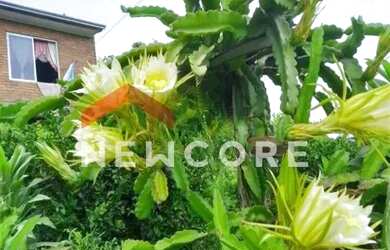 Imagem 15: Casa em Rua Luizina Bonatto Bertoni - Salgado Filho - Caxias do Sul/RS