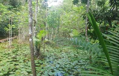 Imagem 10: Vendo Sítio 50 hectares na Alça Viária KM 32. Terreno 500.000m2