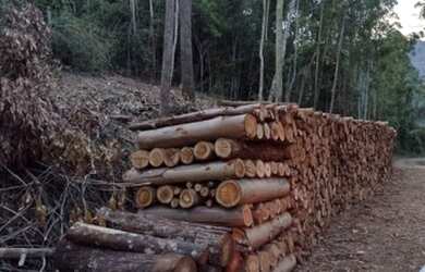 Imagem 4: Área à venda, 20978 m² por R$ 250.000,00 - Vila Olinda - Nova Petrópolis/RS