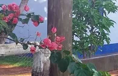 Imagem: A fazenda possui 338000m² de Área e está localizado em Amorinópolis