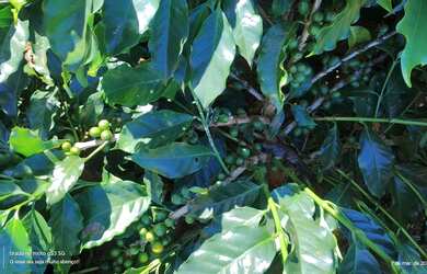 Imagem 6: Chácara espetacular para venda, escriturada e registrada