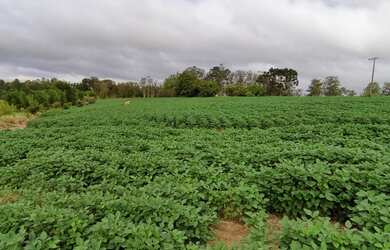 Imagem 6: ITAPETININGA - RURAL - ÁREA RURAL DE ITAPETININGA