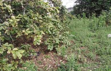 Imagem 10: vendo. 360m² de Área