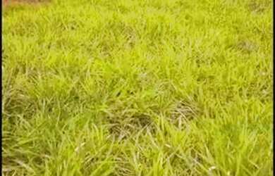 Imagem 3: Curvelo - Fazenda 15 hectares