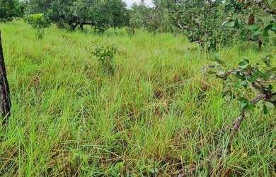 Imagem 3: Fazenda 158 hectares valor 1.120.000