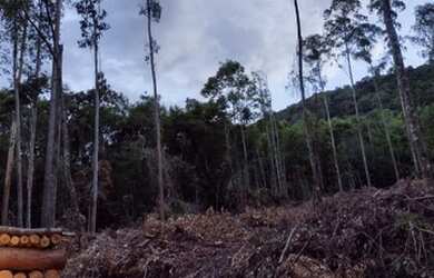 Imagem 3: Área à venda, 20978 m² por R$ 250.000,00 - Vila Olinda - Nova Petrópolis/RS